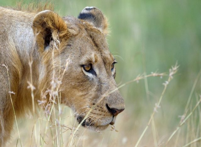 Human activity including trophy hunting accounted for the majority of lion deaths in Hwang