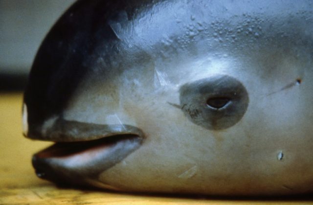 The vaquita marina population dropped from 200 in 2012 to fewer than 100 in 2014 and some