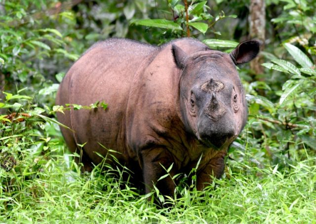 Andatu is part of a special breeding programme for Sumatran rhino at Way Kambas National P