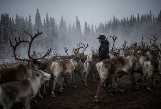 A Sami woman from the Vilhelmina Norra Sameby, observes the movement of the reindeers duri