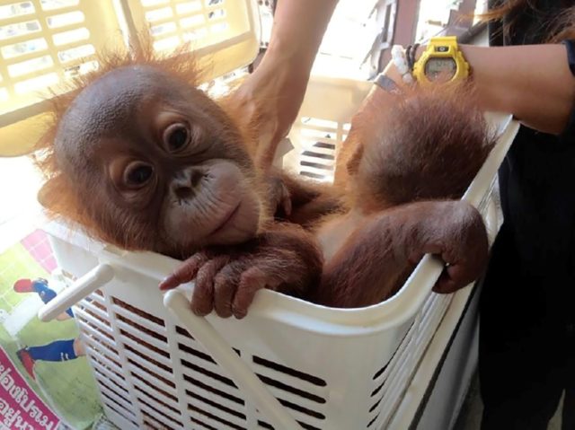 Thai police rescued two baby orangutans after undercover officers posed as interested buye