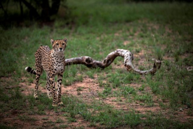 A major survey has revealed that just 7,100 adult cheetahs remain in the wild, and that th