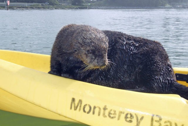 Friendly otter jumps onto kayak, joins birthday celebration Photo The Associated Press