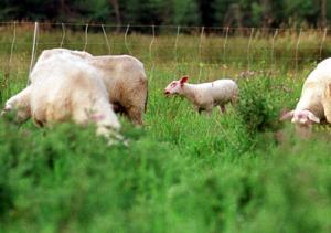 U.S. calls voices early to land-use debate