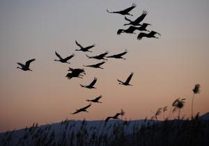 Radar reveals bird pile up on shores of the Great Lakes