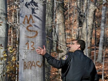 MX-Gangs Photos by Michael Williamson NEG#185862 1/11/07: GANG GRAFFITI HAS BEEN PAINTED AND CARVED ON TREES AND ROCKS IN PUBLIC NATURE AREAS IN SILVER SPRING: Montgomery County Park Police officer Lt. Dave McClintock checks out an MS-13 sign carved into a tree in a nature area in the vicinity of …