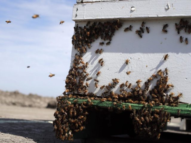Bees (Marcio Jose Sanchez / Associated Press)