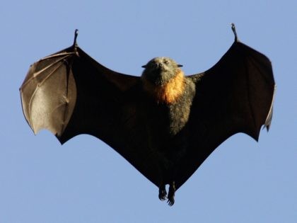 Fruit Bat (Ian Waldie / Getty)