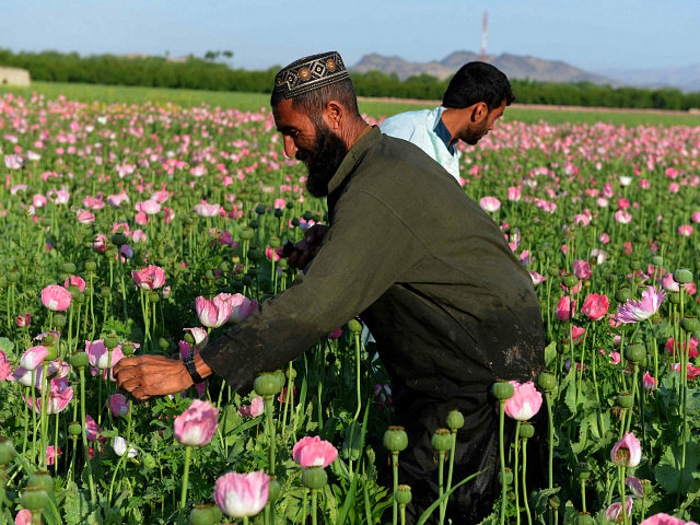 TOPSHOT - Afghan farmers harvest opium sap from a poppy field in Zari District of Kandahar province on April 12, 2016. Opium poppy cultivation in Afghanistan dropped 19 percent in 2015 compared to the previous year, according to figures from the Afghan Ministry of Counter Narcotics and United Nations Office …