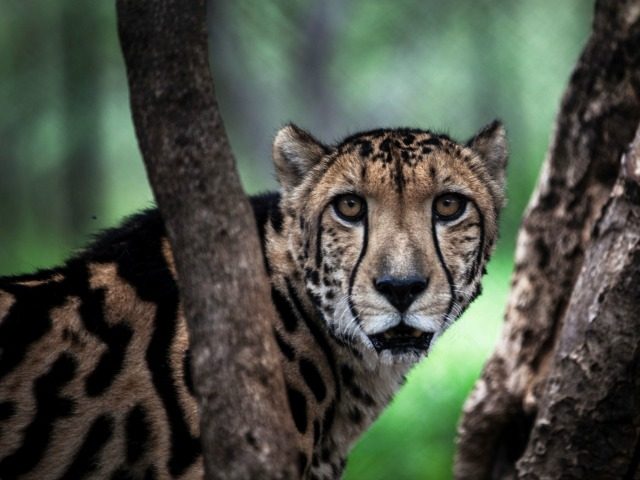 A rare male King Cheetah is seen inside a closed camp in the Ann van Dyk Cheetah Centre on