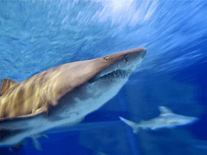 A bull shark swims at the Ocearium in Le Croisic, western France, on December 6, 2016. / A