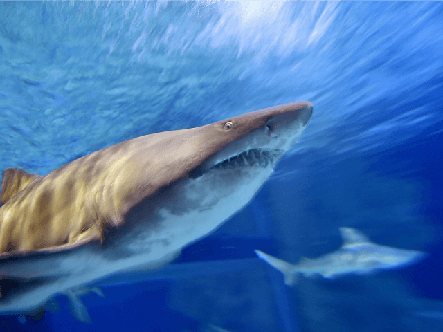 WaPo Concerned Discovery's Shark Week 'Overrepresents' White Men - Vimarsana News
