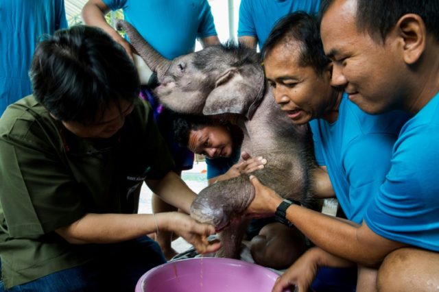 Six-month-old elephant 'Clear Sky' gets her injured foot treated by vet Padet Siridumrong