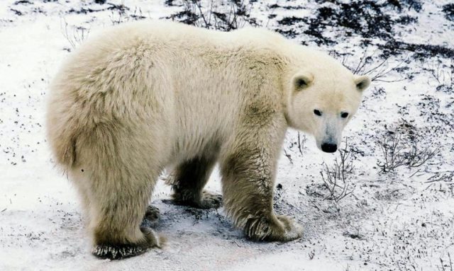 With just 22,000 to 31,000 polar bears estimated to be left in the world, US wildlife auth