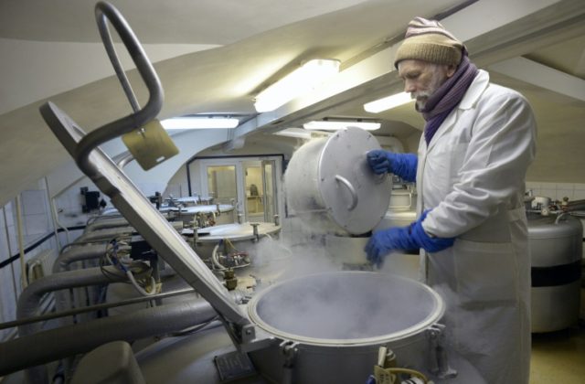 An employee of Russia's Institute of Plant Genetic Resources checks frozen seeds and graft