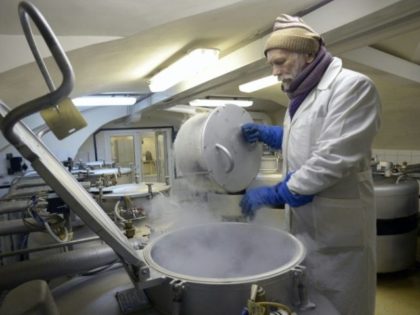 An employee of Russia's Institute of Plant Genetic Resources checks frozen seeds and graft