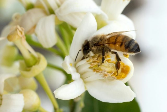 A report by biologists at the University of Sussex concluded that the threat posed to bees