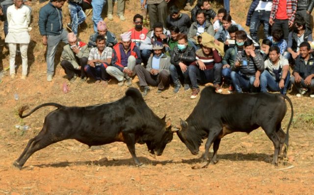 Spectators watch a bullfight during the Maghesangranti Festival in Taraka, some 80 kms fro