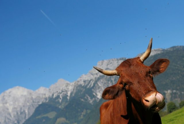 A cow grazes in a field in Saalfelden, near the Austrian city of Salzburg