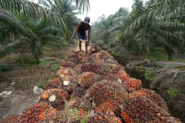 Palm oil seeds being harvested in Sumatra, Indonesia -- the edible vegetable oil is a key