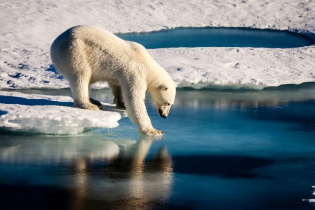 Freakishly high temperatures in the Arctic have been reinforced by a "vicious circle" of c