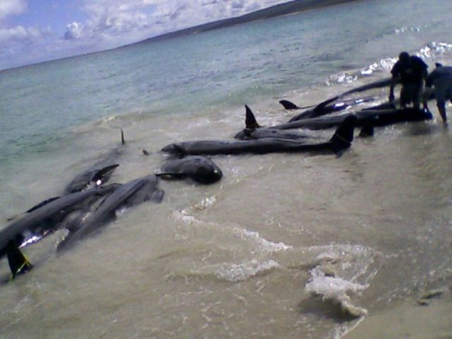 Pods of false killer whales have previously been stranded after gettng beached in shallow