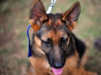 PETA is calling on dog lovers to boycott movie "A Dog's Purpose" in order to send the message that dogs and other animals should be treated humanely and not as movie props PETA is calling on dog lovers to boycott movie "A Dog's Purpose" in order to send the message that dogs and other animals should be treated humanely and not as movie props
