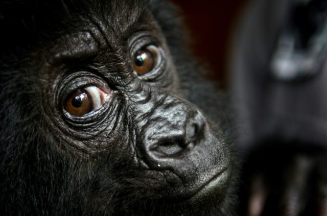 A nine-month-old Grauer's gorilla that was moved to Virunga National Park headquarters at