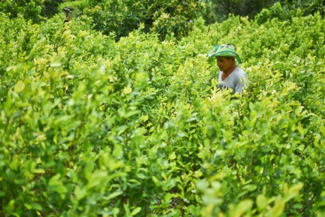 Diositeo Matitui, a 67-year-old Colombian coca grower, works in his coca field in a rural