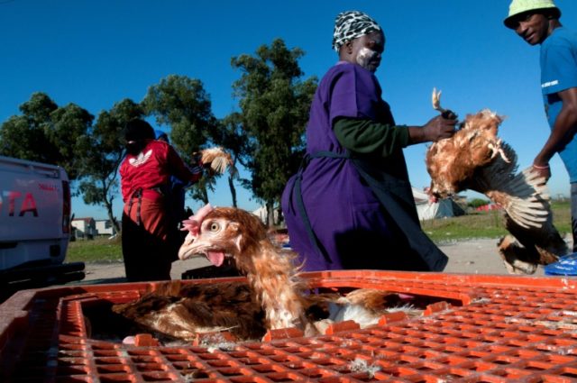 The South African poultry industry is blaming mounting job losses on the EU which it claim