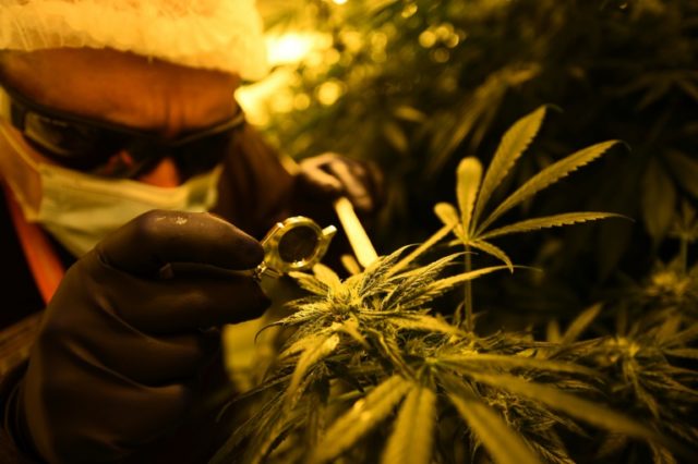 A member of the Italian military's Cannabis Project Team inspects pristine plant buds dest
