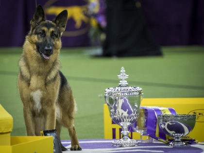 NEW YORK, NY - FEBRUARY 14: Rumor the German Shepherd and handler Kent Boyles pose for photos after winning Best In Show at the Westminster Kennel Club Dog Show at Madison Square Garden, February 14, 2017 in New York City. There are 2874 dogs entered in this show with a …