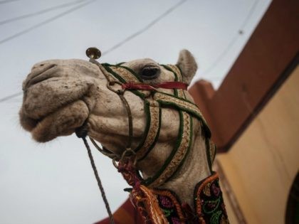 A camel with a decorated halter stands in the Emirs palace grounds before the Durbar Festival in Kano, northern Nigeria on July 6, 2016. Kano is Nigeria's largest Muslim city and celebrates Eid al-Fitr with the Durbar festival, an event that sees a parade of the Emir and his entourage …
