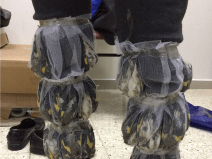 Palestinian caught attempting to smuggle 40 goldfinch birds into Israel from Jordan in his pants.