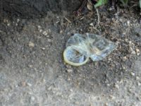 used-condom Joshua Ganderson Flickr