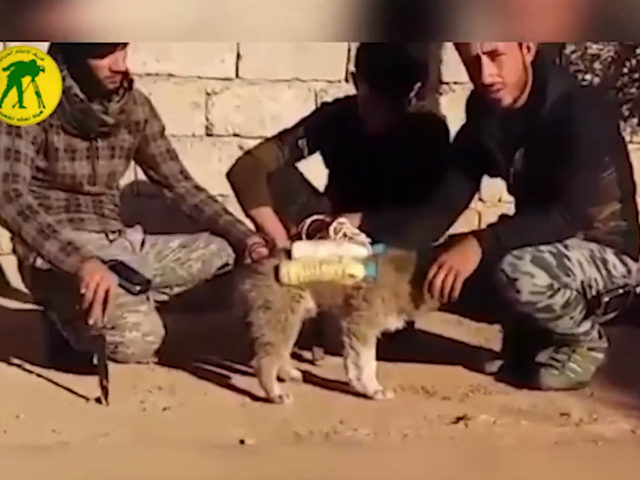 Video Purportedly Shows Islamic State Strapping Explosives to Puppy