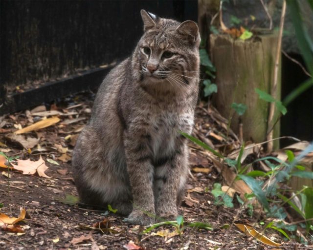 This image released by the Smithsonian National Zoo in 2013 shows a female bobcat named Ol