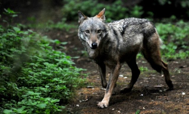 The plan could see 85 wolves killed a year