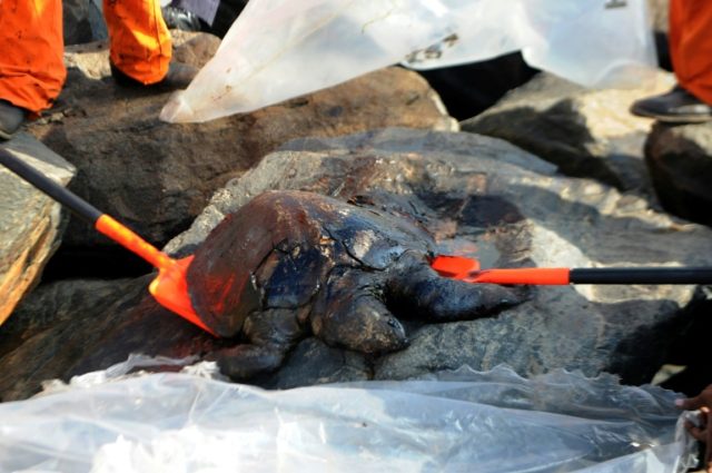 Members of the Pollution Response Team lift the body of an oil-covered turtle, a day after