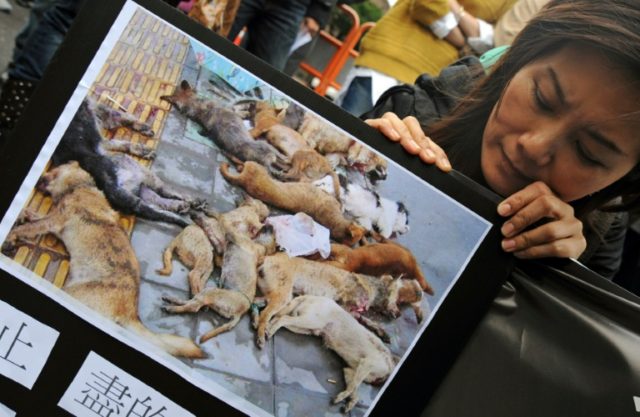 A protester holds a picture of dead dogs during a demonstration in front of the Taiwan gov
