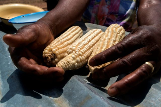 Essential for food security in large parts of Africa, maize is particularly vulnerable to