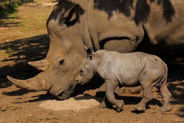 The white rhinoceros calf was born at the Ramat Gan safari park near the Israeli coastal c