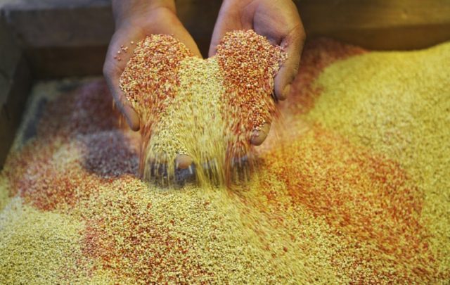 Global consumption of quinoa remains incidental compared to wheat, rice, barley or corn, b