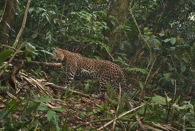 A critically endangered Javan leopard photographed on October 24, 2012 by a camera trap in