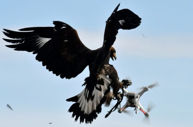 A royal eagle catches a drone during a military exercise at the Mont-de-Marsan airbase, so