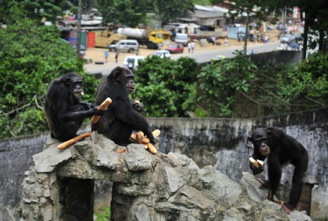 The Wild Chimpanzee Foundation, which works to safeguard chimpanzees in west Africa, says