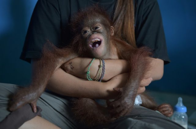 Seven-month-old Vena was rescued by wildlife officals and environmentalists from someone w