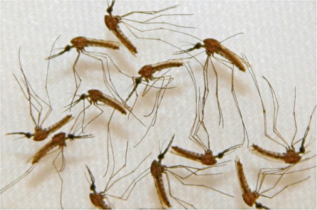 Africa now joins southeast Asia in hosting a malaria parasite that is partially resistant