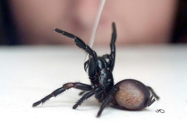 The deadly funnel-web spider is common around Sydney and is particularly feared because it