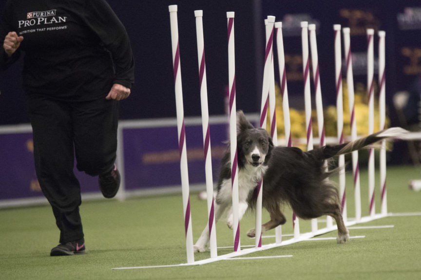 Border collie, Trick, wins agility at Westminster dog show Breitbart